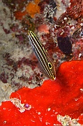 Koumansetta hectori Gobie hector-Maldives Hoholha Thila-20m-20240424-da-DSC_6498_tn